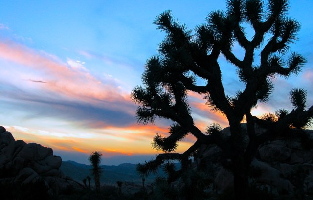 Dawn in Joshua Tree